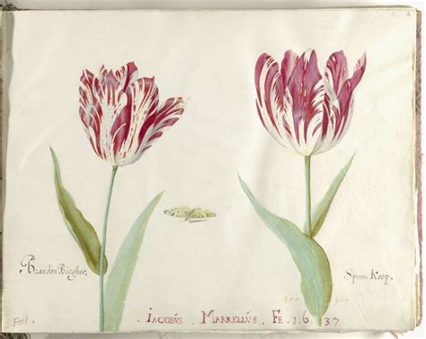 Twee Tulpen Blad In Het Tulpenboek Van Jacob Marrel