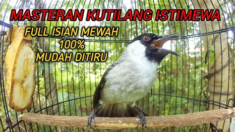 KUTILANG GACOR FULL ISIAN ISTIMEWA UNTUK MASTERAN BURUNG KUTILANG