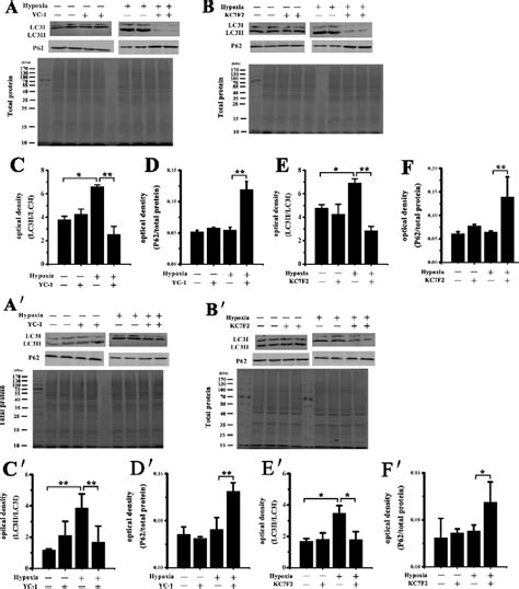 Figure 1 from HIF 1α contributes to hypoxia adaptation of the naked