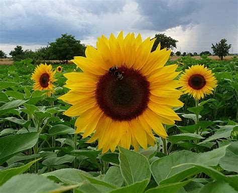 Sunspot Hybrid Sunflower 20 Seeds Hirt S Gardens