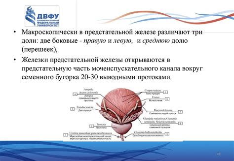 Мочеполовая система - презентация онлайн