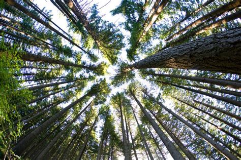 Blue Forest Trees Stock Photo Image Of Canopy Tree 29023208