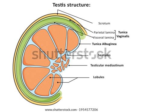 Structure Testis Cross Section Stock Illustration 1954577206