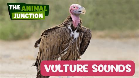 Vulture Sounds Scream 1 Min Animal Sounds In Nature Familiar