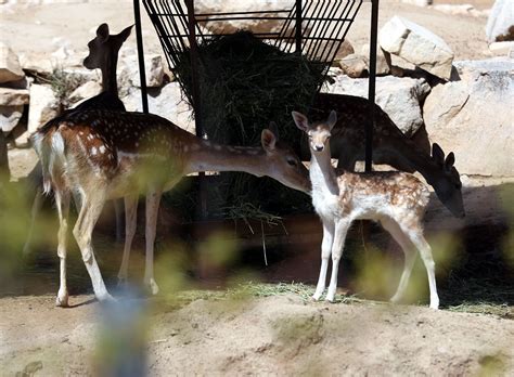 ¡crece La Familia En El Centro Ecológico De Sonora Noticias De