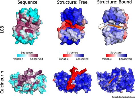 Emerging Features Of Linear Motif Binding Hub Proteins Trends In