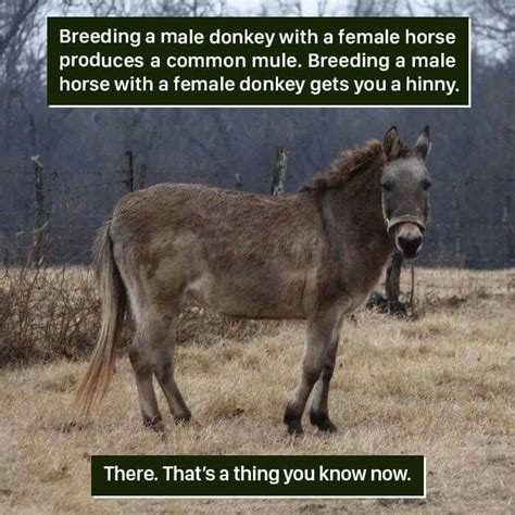 Breeding a male donkey with a female horse produces a common mule ...