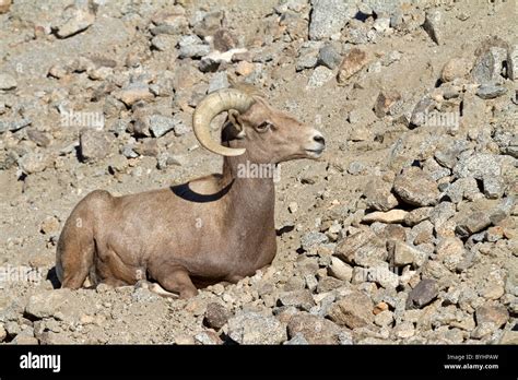 Bighorn (Ovis canadensis Stock Photo - Alamy