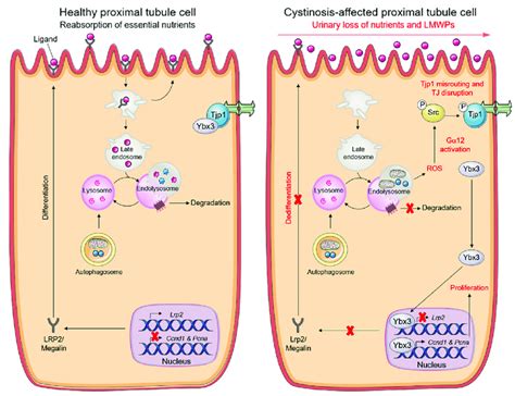 Pathogenic Cascade Driving PT Dysfunction In Cystinosis Cells