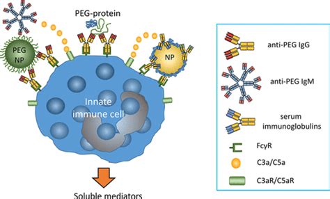 Human Anti Peg Igg Elisa Kit Deiasl Creative Diagnostics