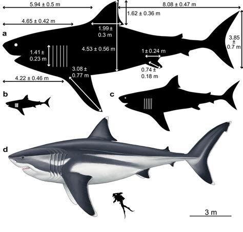 Scientists Reveal Prehistoric Giant Megalodons Astonishing True Scale