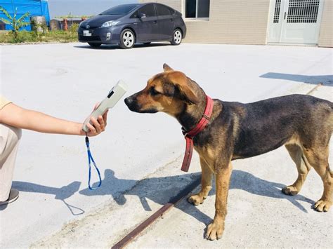 推廣寵物絕育 除了家犬還有家貓 社團法人中華民國保護動物協會