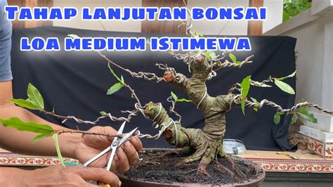 Tahapan Membuat Bonsai Loa Medium Ficus Racemosa Youtube