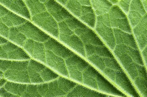 The Nettle Leaf Mullein Stock Photos Royalty Free The Nettle Leaf