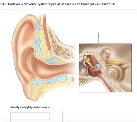 Solved PAL Cadaver Nervous System Special Senses Lab Chegg