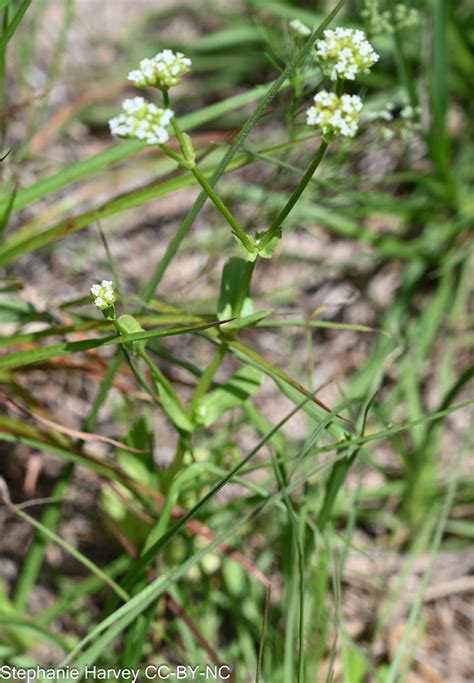 Providence Canyon Common Cornsalad Valerianella Locus Flickr