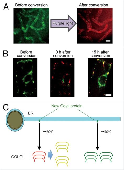 Bulk Color Conversion And Golgi Proliferation Of Rapidly Growing By