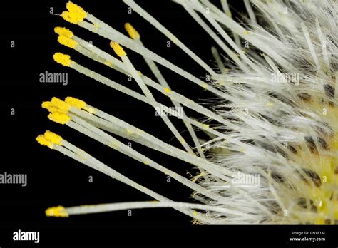 Pussy Willow Ziege Weiden große Caesar Salix Caprea männliche Pussy Willow Ausdauer