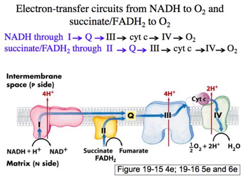 Biochem Exam Mitochondrial Electron Transport And Atp Production