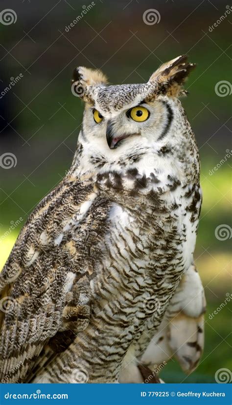 Great Horned Owl Bubo Virginianus Stock Image Image Of Prey Beak