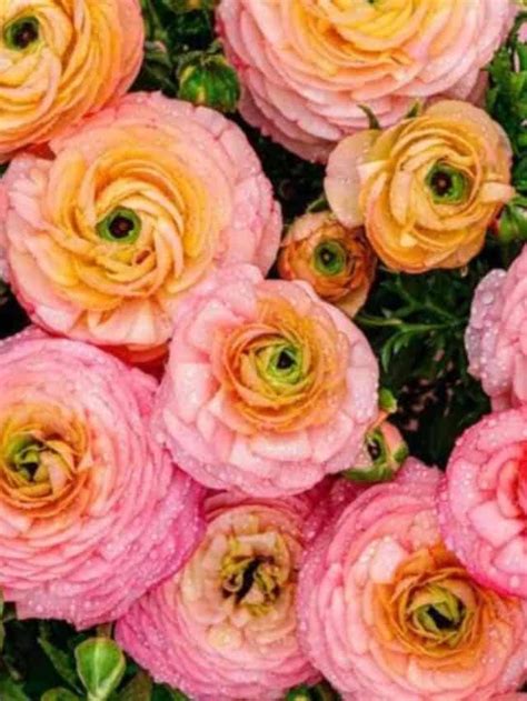 Ranunculus How To Care And Plant Ranunculus Guide Planet Natural