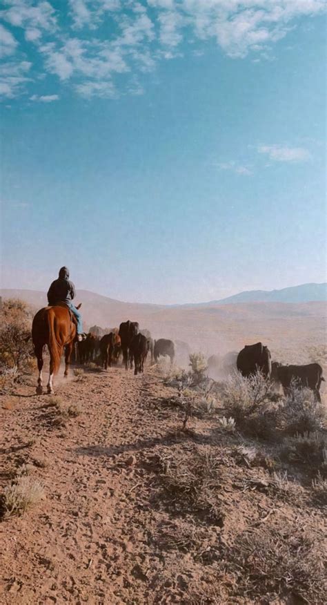 #western | Western photography, Horse life, Western aesthetic wallpaper