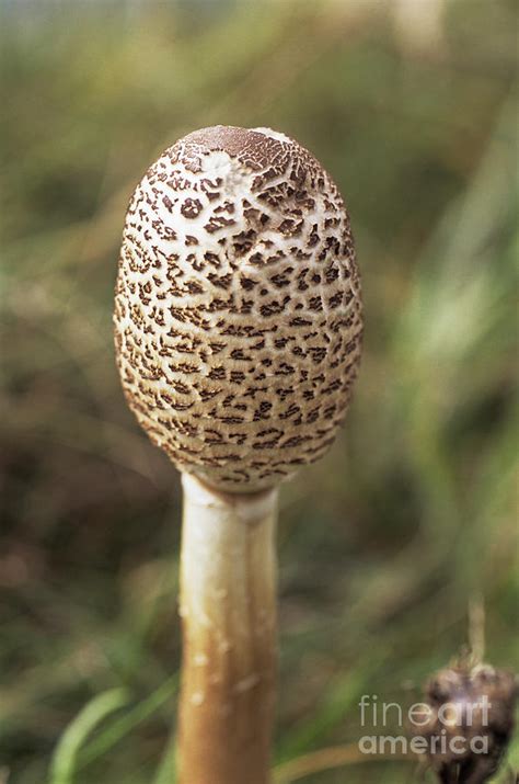 Parasol Mushroom 4 By John Wright Science Photo Library