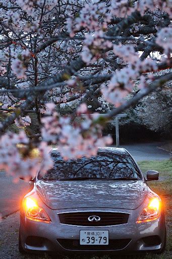 スカイラインクーペの桜・サクラと愛車・桜とコラボ・夜桜・ドライブに関するカスタム事例｜車のカスタム情報はcartune