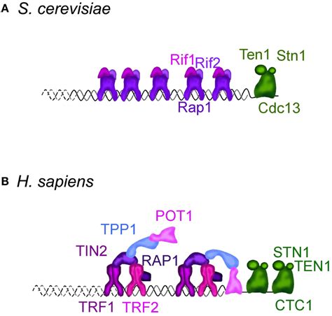 Telomere Structure In S Cerevisiae A And H Sapiens B A S