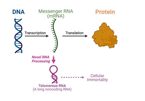 Scientists Uncover Dual Function Messenger Rna Zidaho Calendar