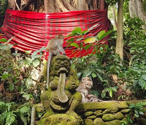 Liburan Ke Monkey Forest Ubud Unik Dan Menarik Nih