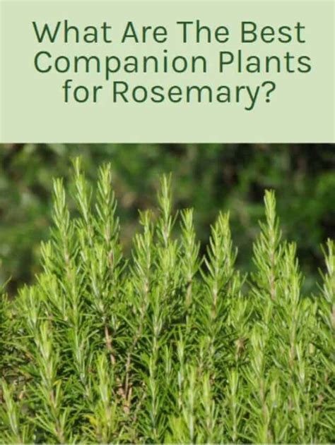 What Are The Best Companion Plants For Rosemary Easy Way To Garden