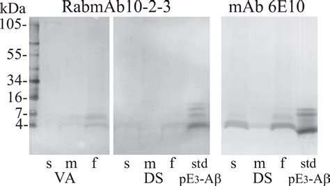 Generation And Partial Characterization Of Rabbit Monoclonal Antibody