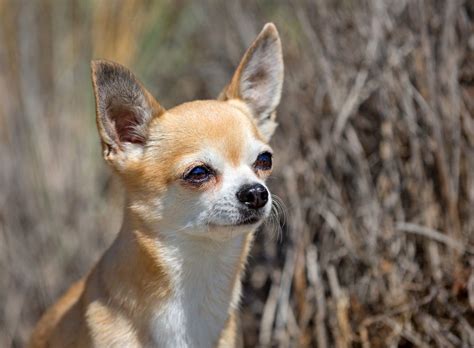 Deer Head Chihuahua Breed Insights And Care Guide