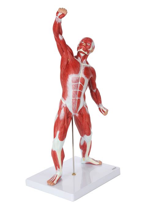 Axis Scientific Miniature Muscular System Model 20 Human Muscles