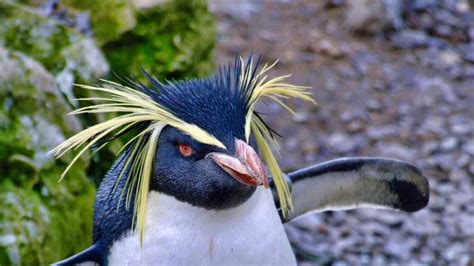 Rockhopper Penguin: Eudyptes chrysocome