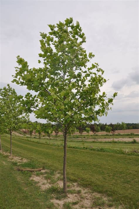 London Plane Trees Leaf Google Search London Plane Tree Tree Tree