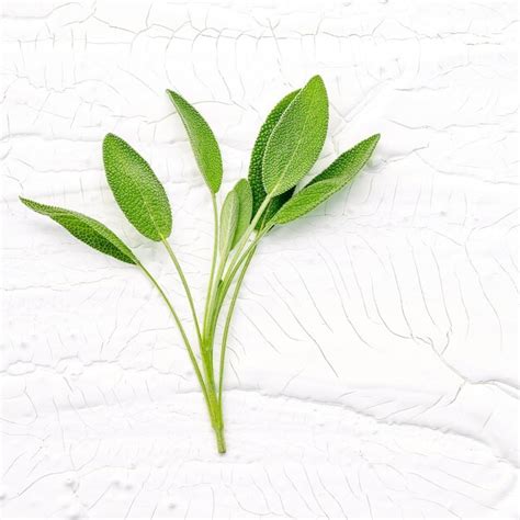 Premium Photo Closeup Branch Fresh Sage Leaves On White Wooden