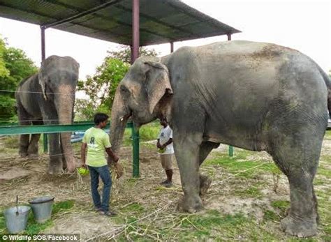 Raju El Elefante Maltratado Que Lloró Al Ser Liberado Después De 50 Años Comenzó Su Nueva