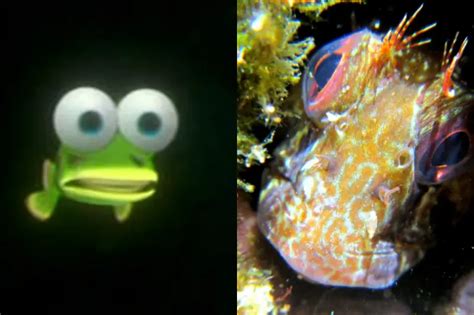 24 Different Finding Nemo Fish Species (& Creatures Too)