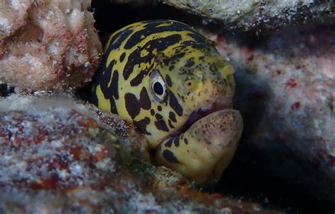 Chain Moray Eel | All about Echidna catenata - Snorkel Things