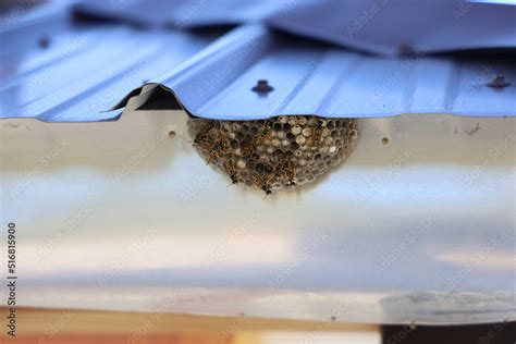 Paper wasp nest under a corrugated metal roof Stock Photo | Adobe Stock