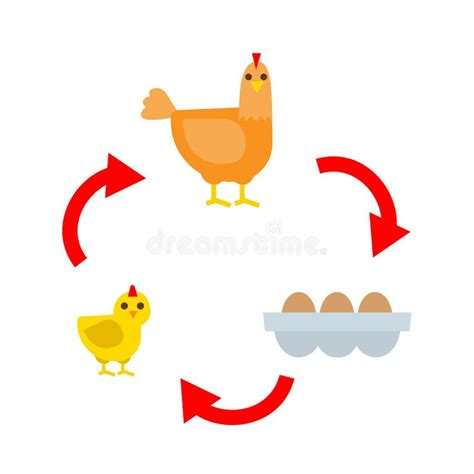 Life Cycle Chicken Stock Illustrations 250 Life Cycle Chicken Stock