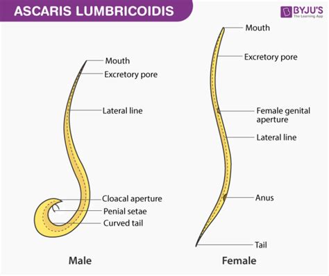 Ascaris Lumbricoides Structure And Life Cycle Introduction Diagram And Life Cycle Faqs