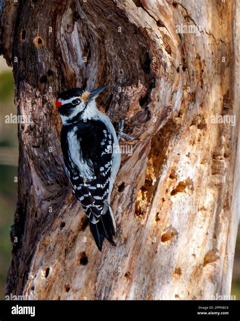 Woodpecker Male Close Up Rear View Climbing A Tree Trunk With Holes In