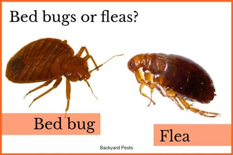 9 Ways To Tell Bed Bugs From Fleas (With Pictures) - Backyard Pests