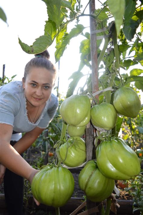 Томат Польская слива тети Сварло: описание сорта, ОТЗЫВЫ (15), фото ...