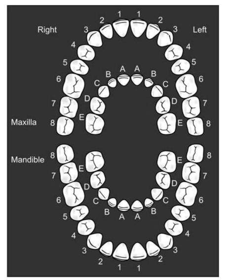 Tooth Number Chart Tooth Chart Dental Charting Teeth 44 Off