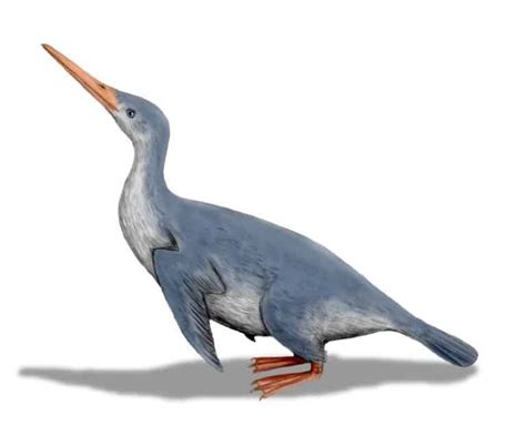 Discover the 51 Extinct Penguin Species - A-Z Animals