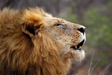 What Sound Does a Lion Make? Learn the Complete Lion Vocabulary